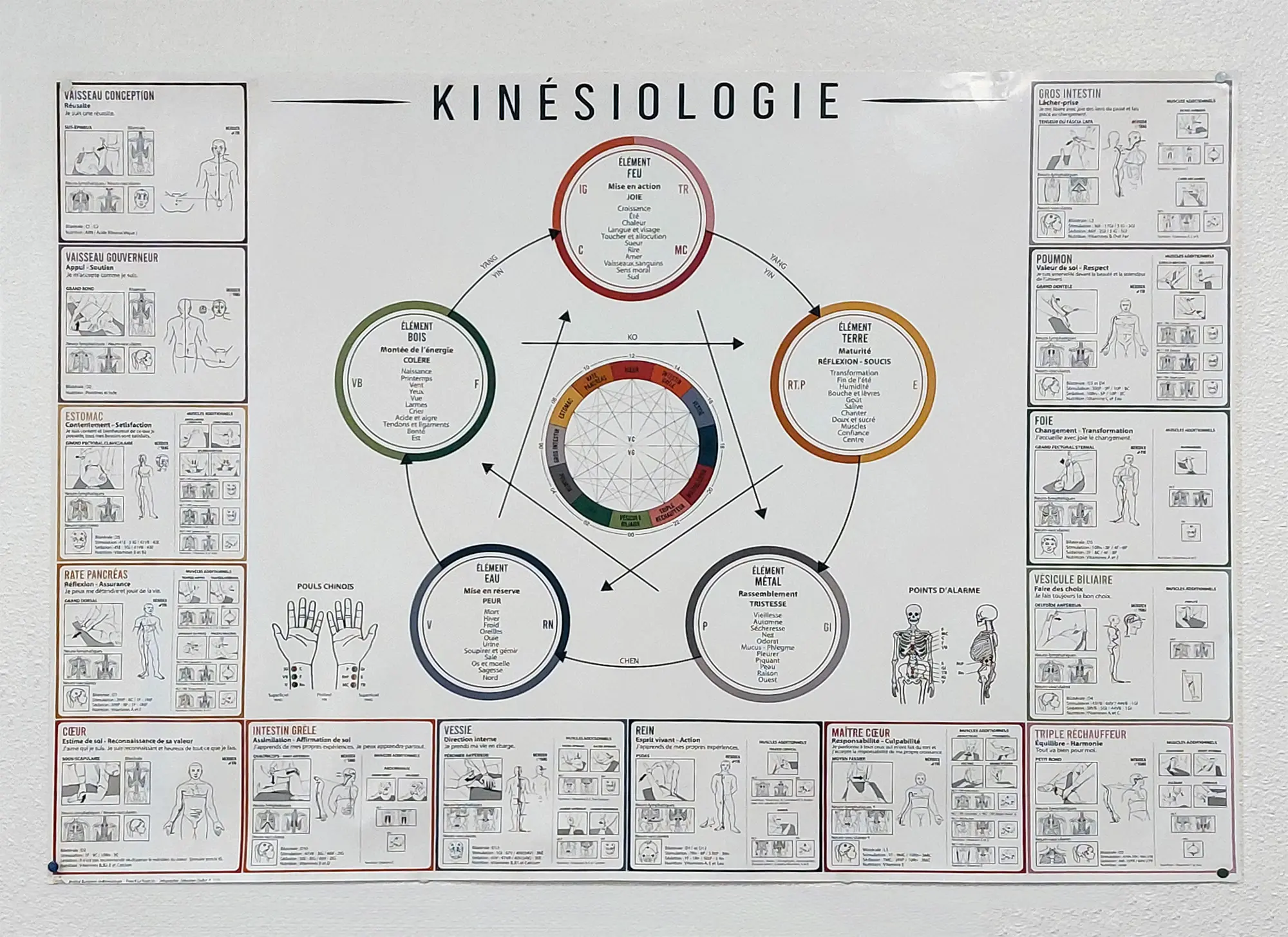 la kinesiologie 1